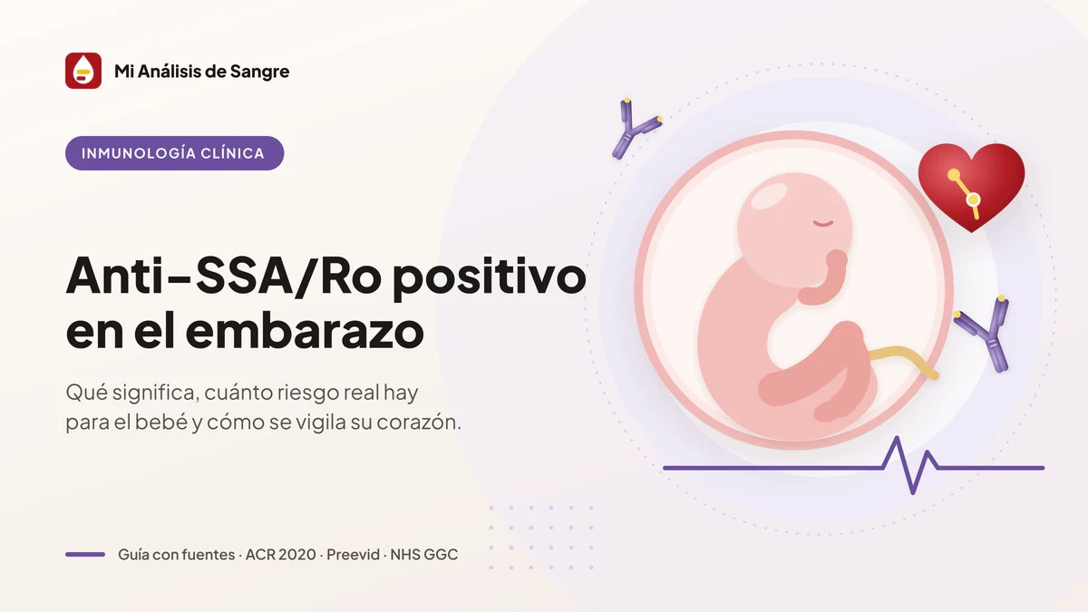 Anti-SSA/Ro positivo en el embarazo: riesgos y vigilancia Feto en el útero entre anticuerpos anti-SSA/Ro en forma de Y, junto a un corazón con su vía de conducción y un ECG