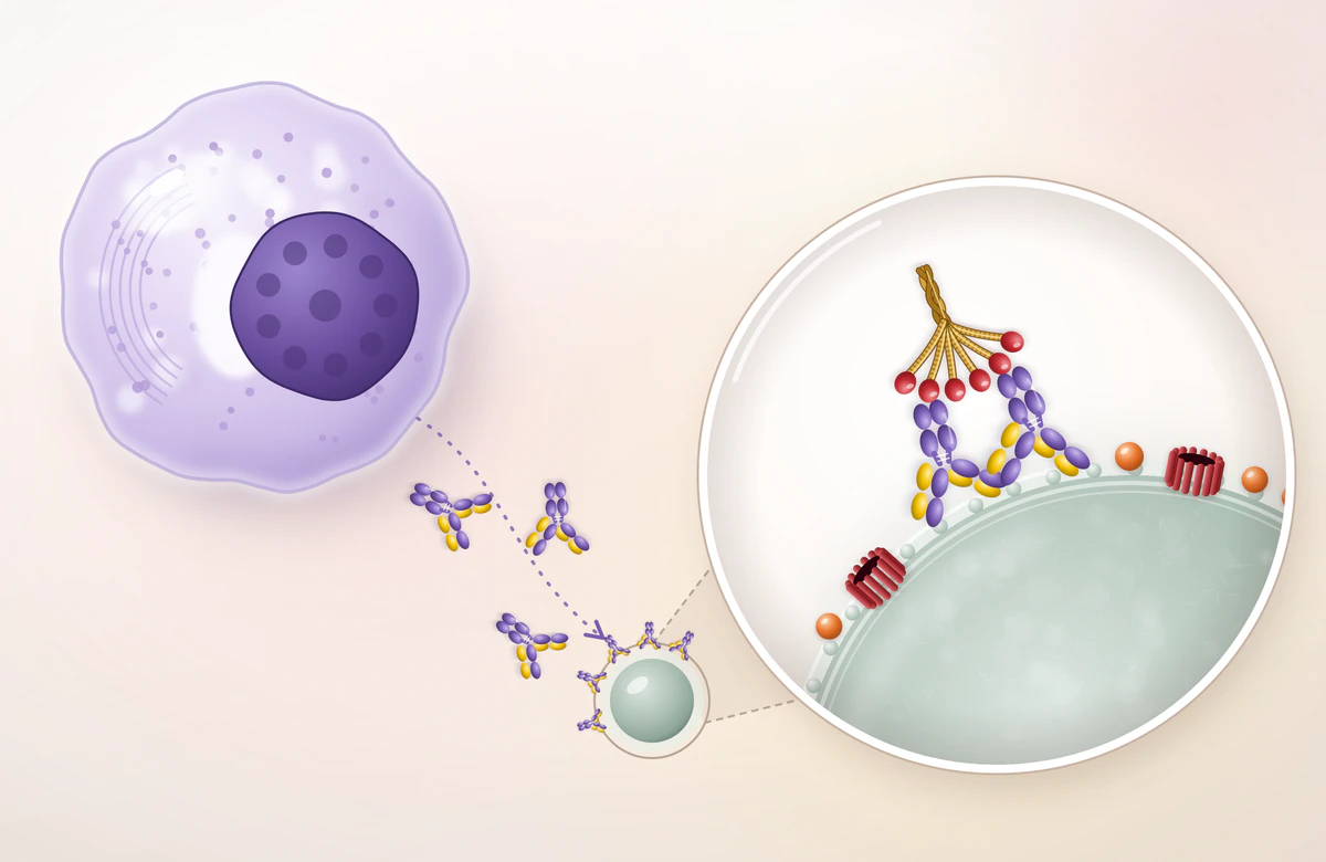 Célula plasmática que libera anticuerpos IgG; unidos a una bacteria, fijan C1q y activan el complemento (C3b y poros)